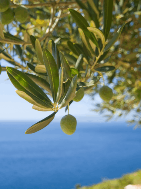 Visite privée à Cassis pour visiter le terroir et les domaines viticoles.