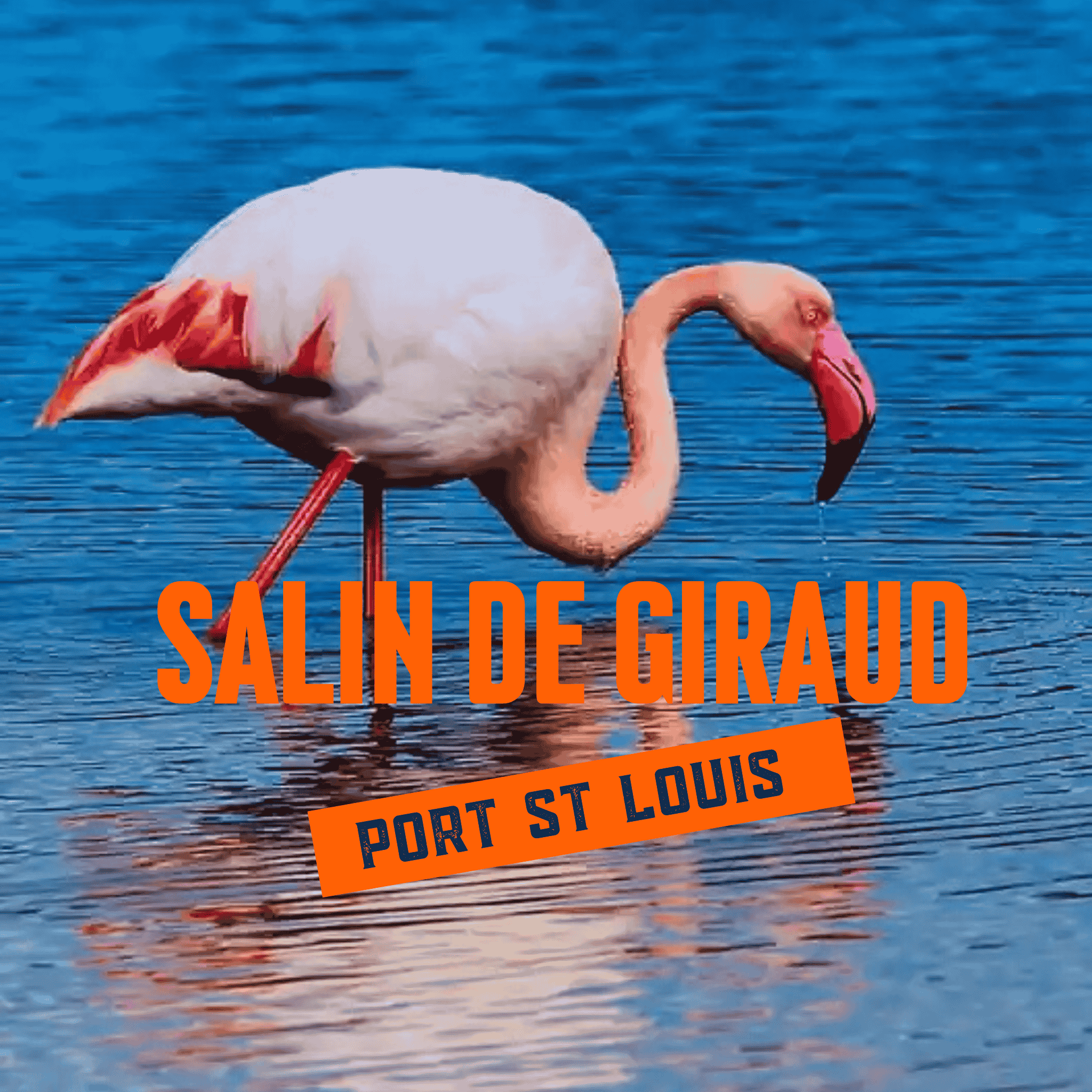 Salin-de-Giraud & Port-Saint-Louis – Sortie Camargue depuis Toulon, Hyères & Var